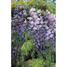 Гліцинія/Вістерія рясноквітуча Мултіджуга|Wisteria floribunda `Multijuga`|Глициния/Вистерия обильноцветущая Мултиджуга