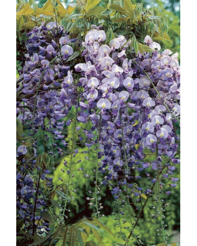 Гліцинія/Вістерія рясноквітуча Мултіджуга|Wisteria floribunda `Multijuga`|Глициния/Вистерия обильноцветущая Мултиджуга