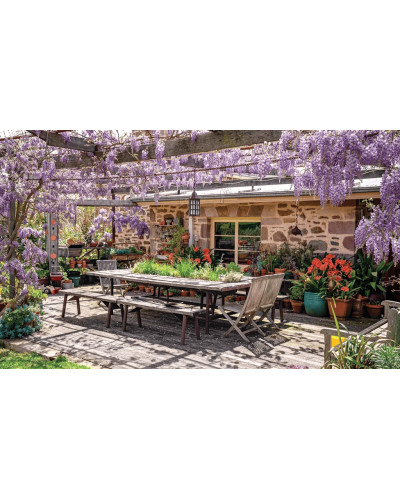 Гліцинія/Вістерія рясноквітуча Мултіджуга|Wisteria floribunda `Multijuga`|Глициния/Вистерия обильноцветущая Мултиджуга