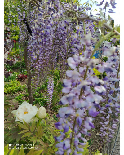 Гліцинія/Вістерія рясноквітуча Мултіджуга|Wisteria floribunda `Multijuga`|Глициния/Вистерия обильноцветущая Мултиджуга