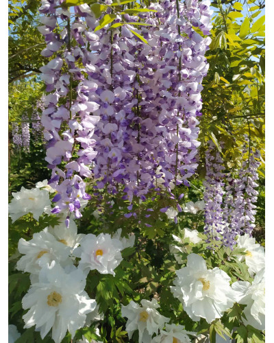 Гліцинія/Вістерія рясноквітуча Мултіджуга|Wisteria floribunda `Multijuga`|Глициния/Вистерия обильноцветущая Мултиджуга