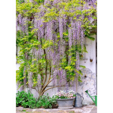 Гліцинія/Вістерія рясноквітуча Мултіджуга|Wisteria floribunda `Multijuga`|Глициния/Вистерия обильноцветущая Мултиджуга