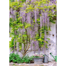 Гліцинія/Вістерія рясноквітуча Мултіджуга|Wisteria floribunda `Multijuga`|Глициния/Вистерия обильноцветущая Мултиджуга