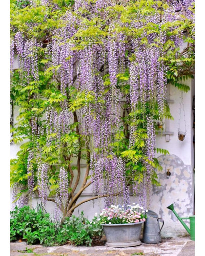 Гліцинія/Вістерія рясноквітуча Мултіджуга|Wisteria floribunda `Multijuga`|Глициния/Вистерия обильноцветущая Мултиджуга