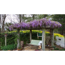 Гліцинія/Вістерія рясноквітуча Мултіджуга|Wisteria floribunda `Multijuga`|Глициния/Вистерия обильноцветущая Мултиджуга