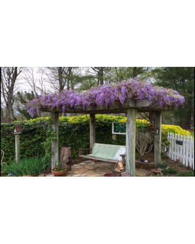Гліцинія/Вістерія рясноквітуча Мултіджуга|Wisteria floribunda `Multijuga`|Глициния/Вистерия обильноцветущая Мултиджуга