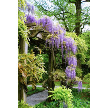 Гліцинія/Вістерія рясноквітуча Мултіджуга|Wisteria floribunda `Multijuga`|Глициния/Вистерия обильноцветущая Мултиджуга
