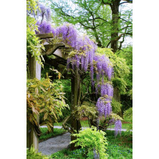 Гліцинія/Вістерія рясноквітуча Мултіджуга|Wisteria floribunda `Multijuga`|Глициния/Вистерия обильноцветущая Мултиджуга