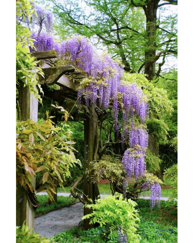 Гліцинія/Вістерія рясноквітуча Мултіджуга|Wisteria floribunda `Multijuga`|Глициния/Вистерия обильноцветущая Мултиджуга