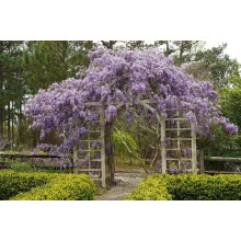 Гліцинія/Вістерія рясноквітуча Мултіджуга|Wisteria floribunda `Multijuga`|Глициния/Вистерия обильноцветущая Мултиджуга