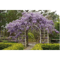 Гліцинія/Вістерія рясноквітуча Мултіджуга|Wisteria floribunda `Multijuga`|Глициния/Вистерия обильноцветущая Мултиджуга
