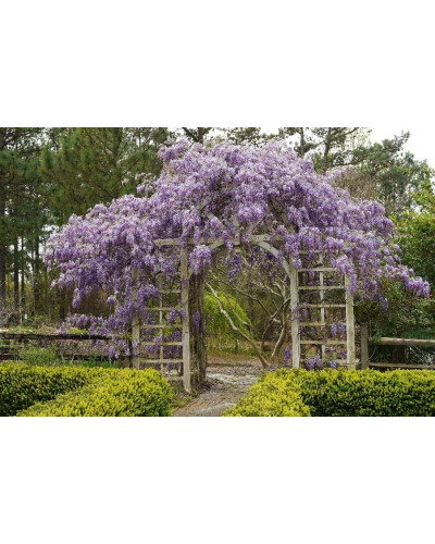 Гліцинія/Вістерія рясноквітуча Мултіджуга|Wisteria floribunda `Multijuga`|Глициния/Вистерия обильноцветущая Мултиджуга