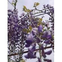 Гліцинія/Вістерія рясноквітуча Мултіджуга|Wisteria floribunda `Multijuga`|Глициния/Вистерия обильноцветущая Мултиджуга