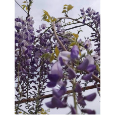 Гліцинія/Вістерія рясноквітуча Мултіджуга|Wisteria floribunda `Multijuga`|Глициния/Вистерия обильноцветущая Мултиджуга