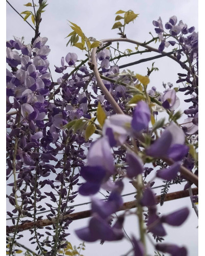 Гліцинія/Вістерія рясноквітуча Мултіджуга|Wisteria floribunda `Multijuga`|Глициния/Вистерия обильноцветущая Мултиджуга