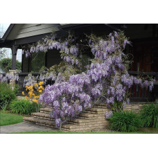 Гліцинія/Вістерія рясноквітуча Мултіджуга|Wisteria floribunda `Multijuga`|Глициния/Вистерия обильноцветущая Мултиджуга
