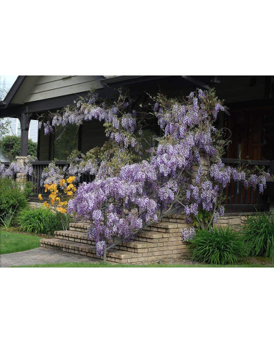 Гліцинія/Вістерія рясноквітуча Мултіджуга|Wisteria floribunda `Multijuga`|Глициния/Вистерия обильноцветущая Мултиджуга