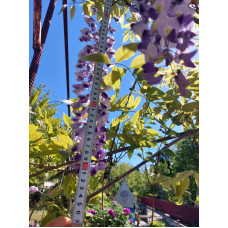 Гліцинія/Вістерія рясноквітуча Мултіджуга|Wisteria floribunda `Multijuga`|Глициния/Вистерия обильноцветущая Мултиджуга