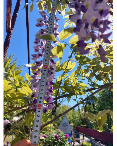 Гліцинія/Вістерія рясноквітуча Мултіджуга|Wisteria floribunda `Multijuga`|Глициния/Вистерия обильноцветущая Мултиджуга