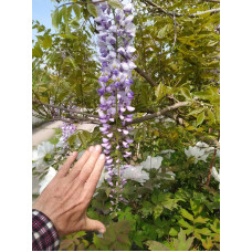 Гліцинія/Вістерія рясноквітуча Мултіджуга|Wisteria floribunda `Multijuga`|Глициния/Вистерия обильноцветущая Мултиджуга