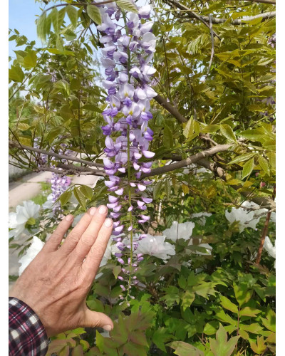 Гліцинія/Вістерія рясноквітуча Мултіджуга|Wisteria floribunda `Multijuga`|Глициния/Вистерия обильноцветущая Мултиджуга