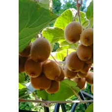 Ківі / Актинідія делікатесна Зеспрі Ред (червоном’ясий) | Actinidia deliciosa `Zespri Red` | Киви / Актинидия деликатесная Зеспри Ред (красномясый)
