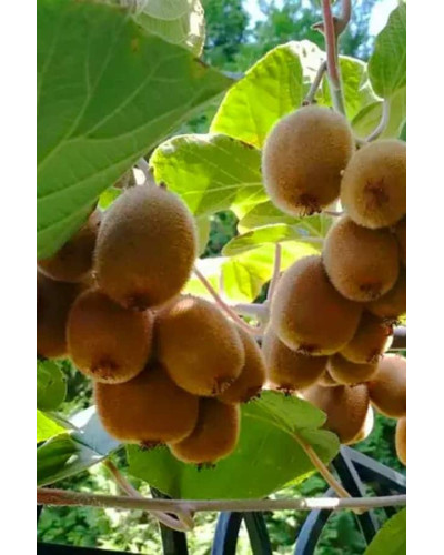 Ківі / Актинідія делікатесна Зеспрі Ред (червоном’ясий) | Actinidia deliciosa `Zespri Red` | Киви / Актинидия деликатесная Зеспри Ред (красномясый)