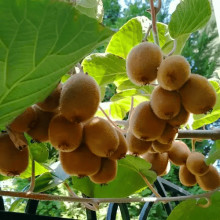 Ківі / Актинідія делікатесна Зеспрі Ред (червоном’ясий) | Actinidia deliciosa `Zespri Red` | Киви / Актинидия деликатесная Зеспри Ред (красномясый)
