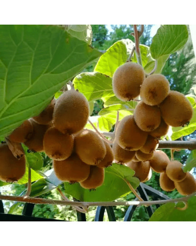 Ківі / Актинідія делікатесна Зеспрі Ред (червоном’ясий) | Actinidia deliciosa `Zespri Red` | Киви / Актинидия деликатесная Зеспри Ред (красномясый)