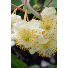 Актинідія делікатесна Атлас (запилювач) | Actinidia deliciosa ’Atlas’ | Актинидия деликатесная Атлас