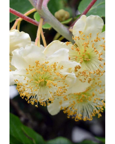 Актинідія делікатесна Атлас (запилювач) | Actinidia deliciosa ’Atlas’ | Актинидия деликатесная Атлас