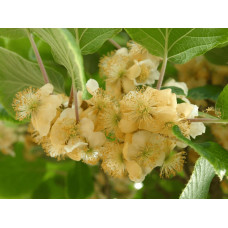 Актинідія делікатесна Атлас (запилювач) | Actinidia deliciosa ’Atlas’ | Актинидия деликатесная Атлас