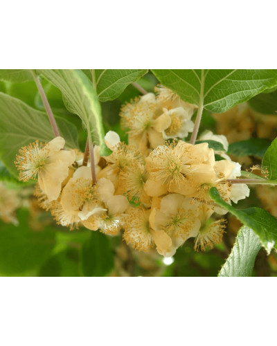 Актинідія делікатесна Атлас (запилювач) | Actinidia deliciosa ’Atlas’ | Актинидия деликатесная Атлас