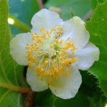 Актинідія делікатесна Атлас (запилювач) | Actinidia deliciosa ’Atlas’ | Актинидия деликатесная Атлас