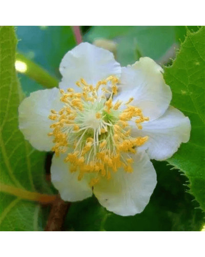 Актинідія делікатесна Атлас (запилювач) | Actinidia deliciosa ’Atlas’ | Актинидия деликатесная Атлас