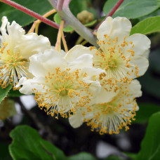 Актинідія делікатесна Атлас (запилювач) | Actinidia deliciosa ’Atlas’ | Актинидия деликатесная Атлас