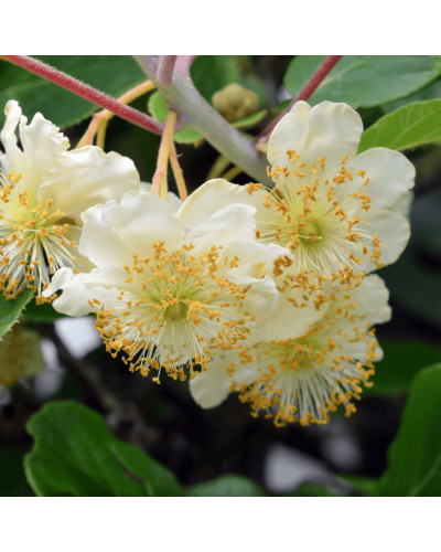 Актинідія делікатесна Атлас (запилювач) | Actinidia deliciosa ’Atlas’ | Актинидия деликатесная Атлас