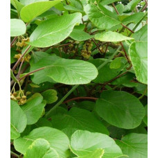 Актинідія делікатесна Атлас (запилювач) | Actinidia deliciosa ’Atlas’ | Актинидия деликатесная Атлас