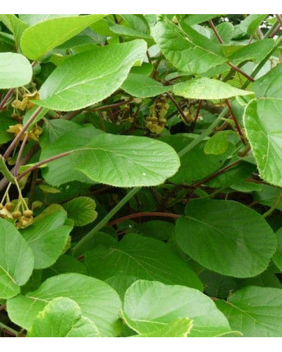 Актинідія делікатесна Атлас (запилювач) | Actinidia deliciosa ’Atlas’ | Актинидия деликатесная Атлас