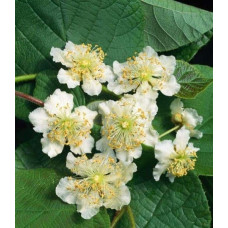 Актинідія делікатесна Атлас (запилювач) | Actinidia deliciosa ’Atlas’ | Актинидия деликатесная Атлас