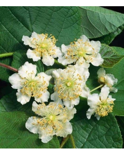 Актинідія делікатесна Атлас (запилювач) | Actinidia deliciosa ’Atlas’ | Актинидия деликатесная Атлас