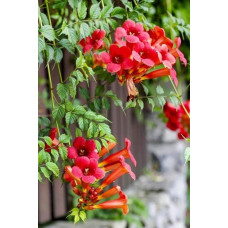 Кампсис укорінливий Фламенко | Campsis radicans Flamenco | Кампсис укореняющийся Фламенко