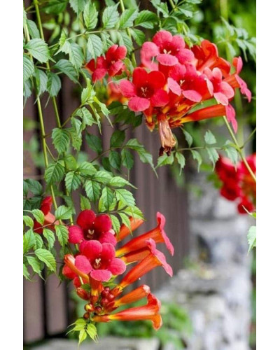 Кампсис укорінливий Фламенко | Campsis radicans Flamenco | Кампсис укореняющийся Фламенко