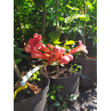 Кампсис укорінливий Фламенко | Campsis radicans Flamenco | Кампсис укореняющийся Фламенко