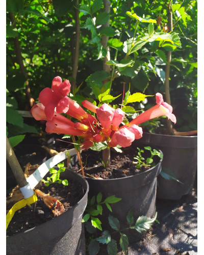 Кампсис укорінливий Фламенко | Campsis radicans Flamenco | Кампсис укореняющийся Фламенко