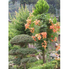 Кампсис укорінливий Фламенко | Campsis radicans Flamenco | Кампсис укореняющийся Фламенко
