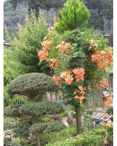 Кампсис укорінливий Фламенко | Campsis radicans Flamenco | Кампсис укореняющийся Фламенко