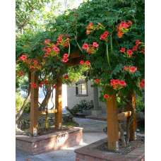 Кампсис укорінливий Фламенко | Campsis radicans Flamenco | Кампсис укореняющийся Фламенко