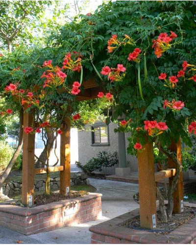 Кампсис укорінливий Фламенко | Campsis radicans Flamenco | Кампсис укореняющийся Фламенко
