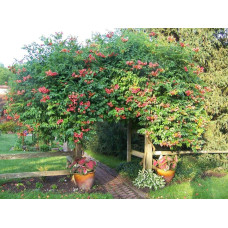 Кампсис укорінливий Фламенко | Campsis radicans Flamenco | Кампсис укореняющийся Фламенко